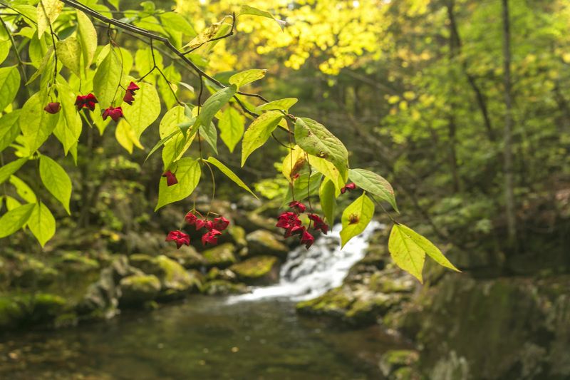 Бересклет, водопад, тайга  фото превью