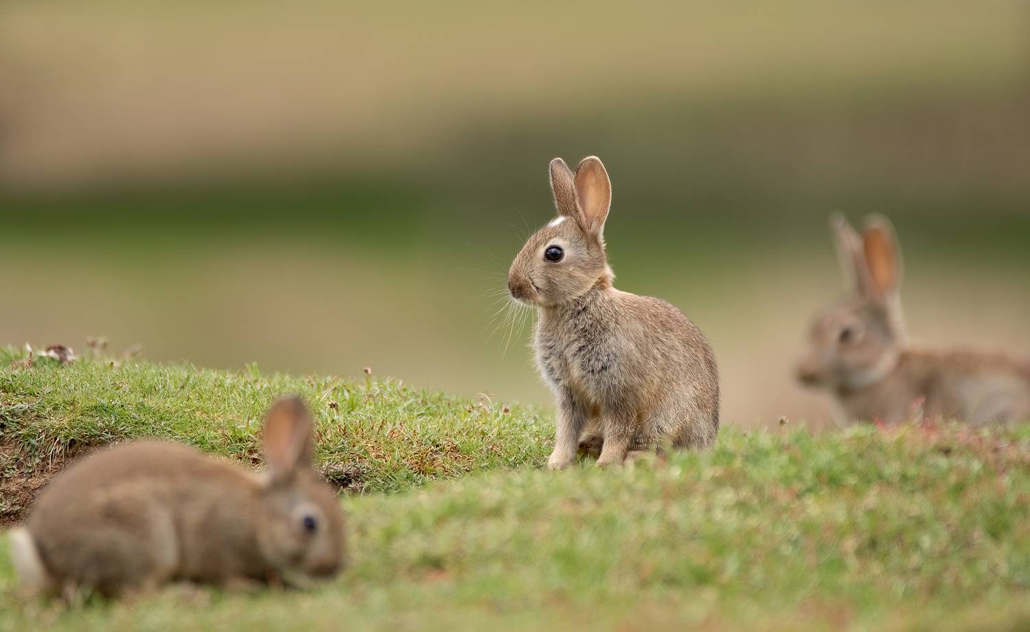 rabbit, animals, nature, wildlife, canon, MARIA KULA