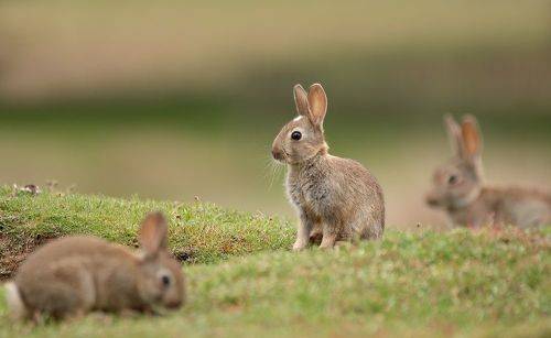 Wild rabbit