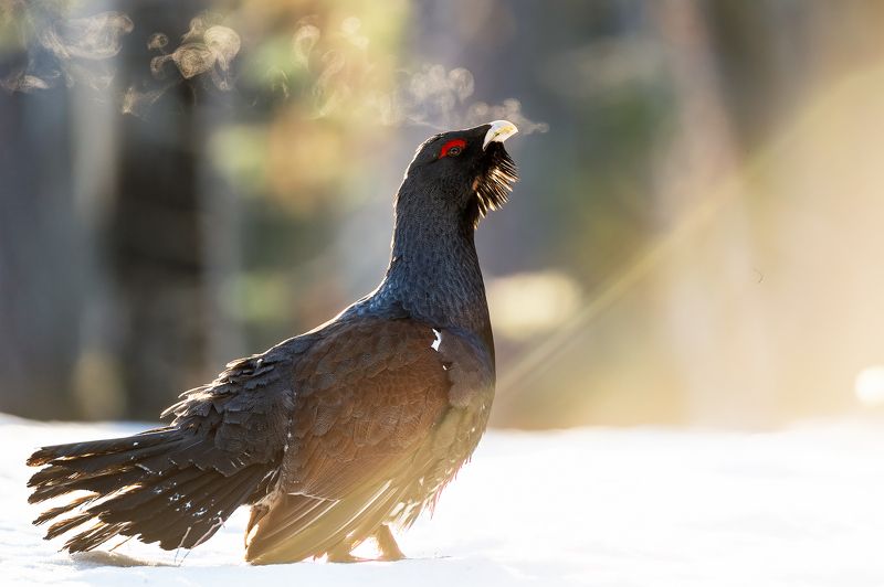 Глухарь. фото превью