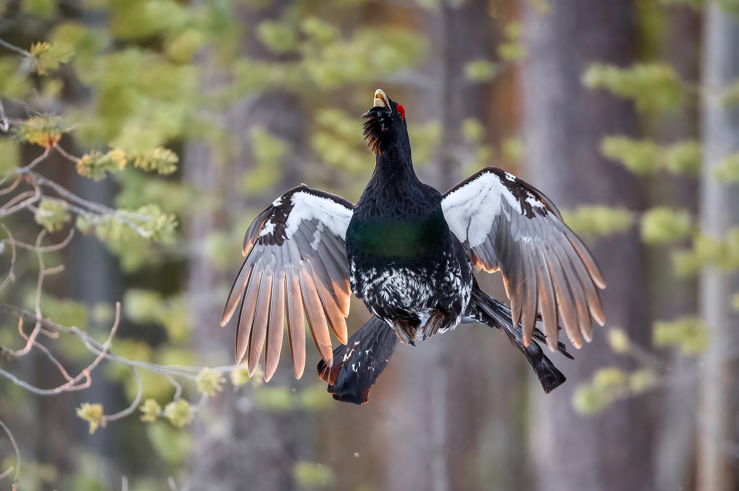 , Калинин Михаил