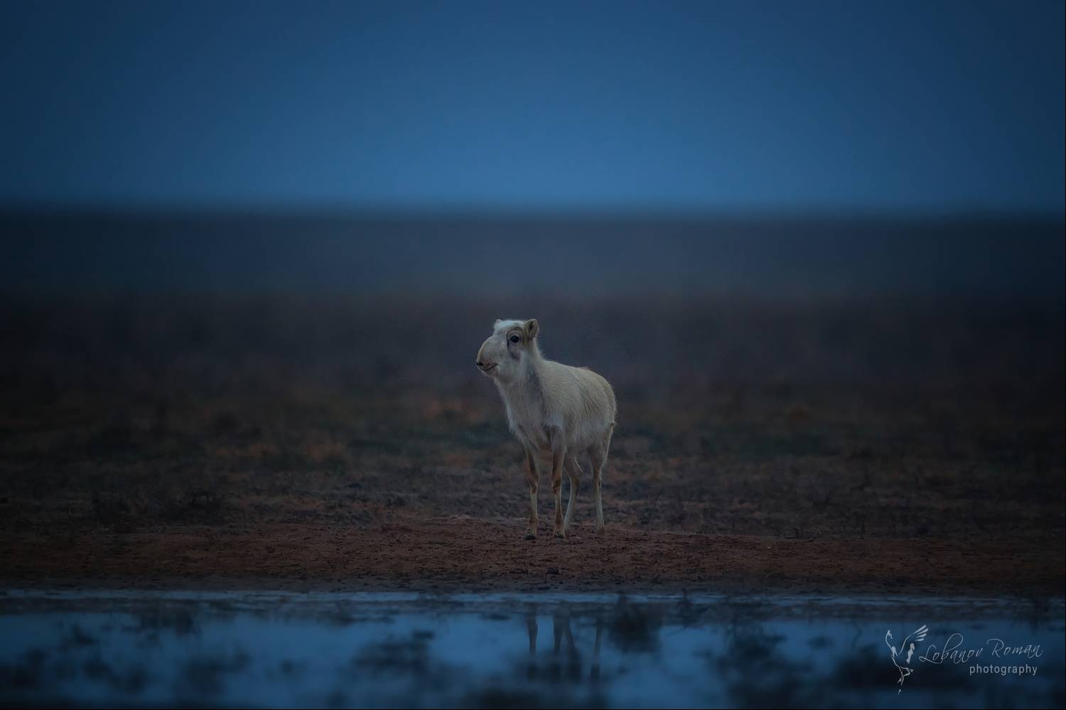 , Лобанов Роман