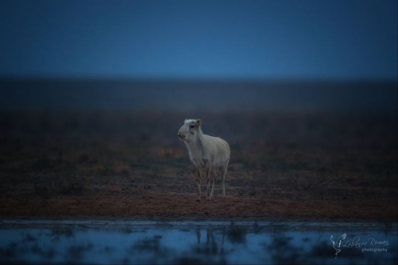 * * * фото превью