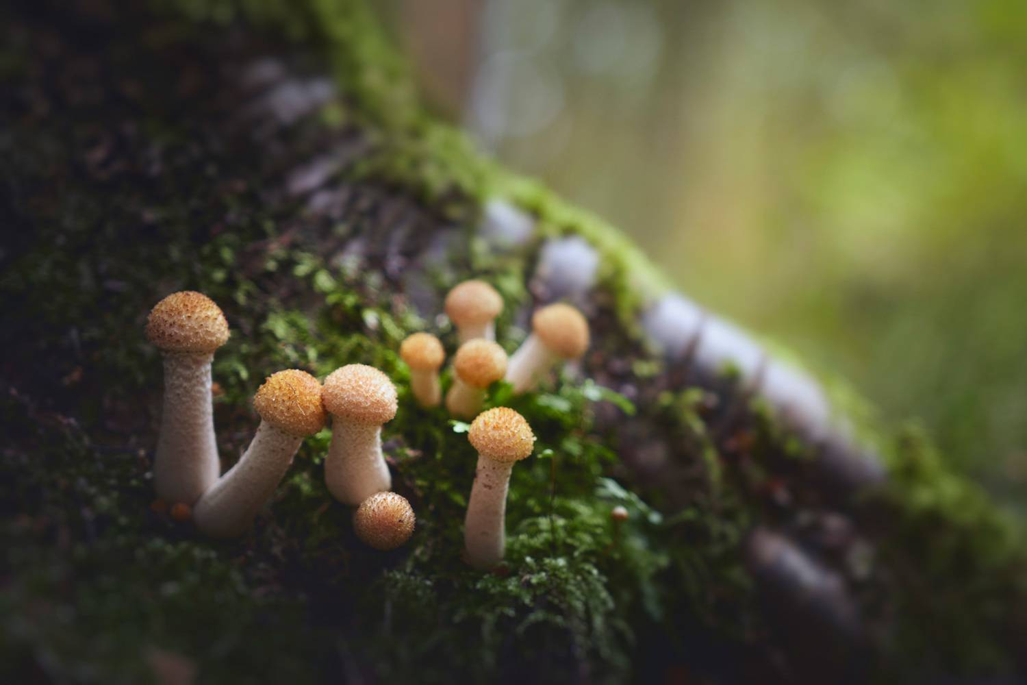 грибы, лес, Валерий Вождаев