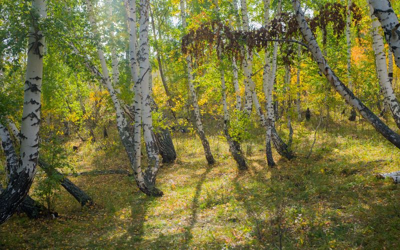 Лес у Аскарово. Башкирия фото превью