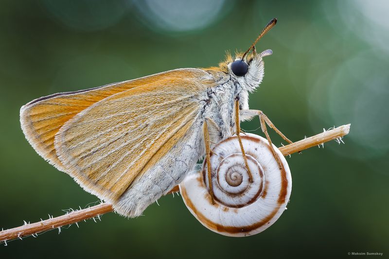 *** фото превью