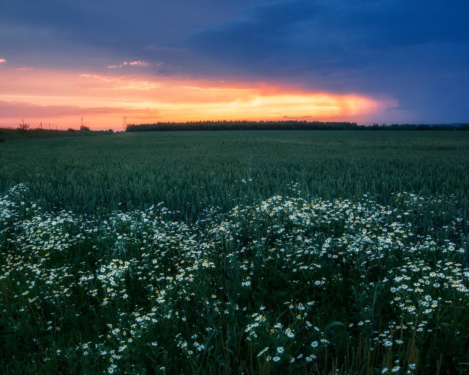 пейзаж, природа, поле, закат, Тульская область, Мартыненко Дмитрий