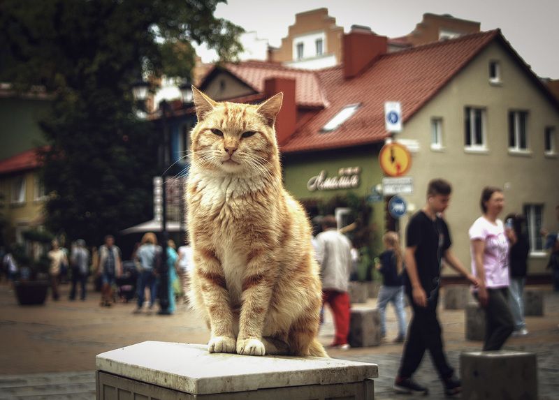 * фото превью