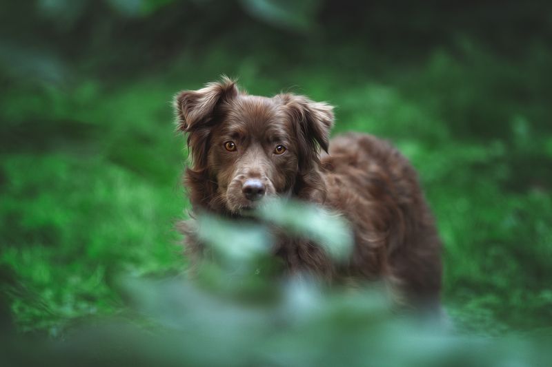 собака Тофи фото превью