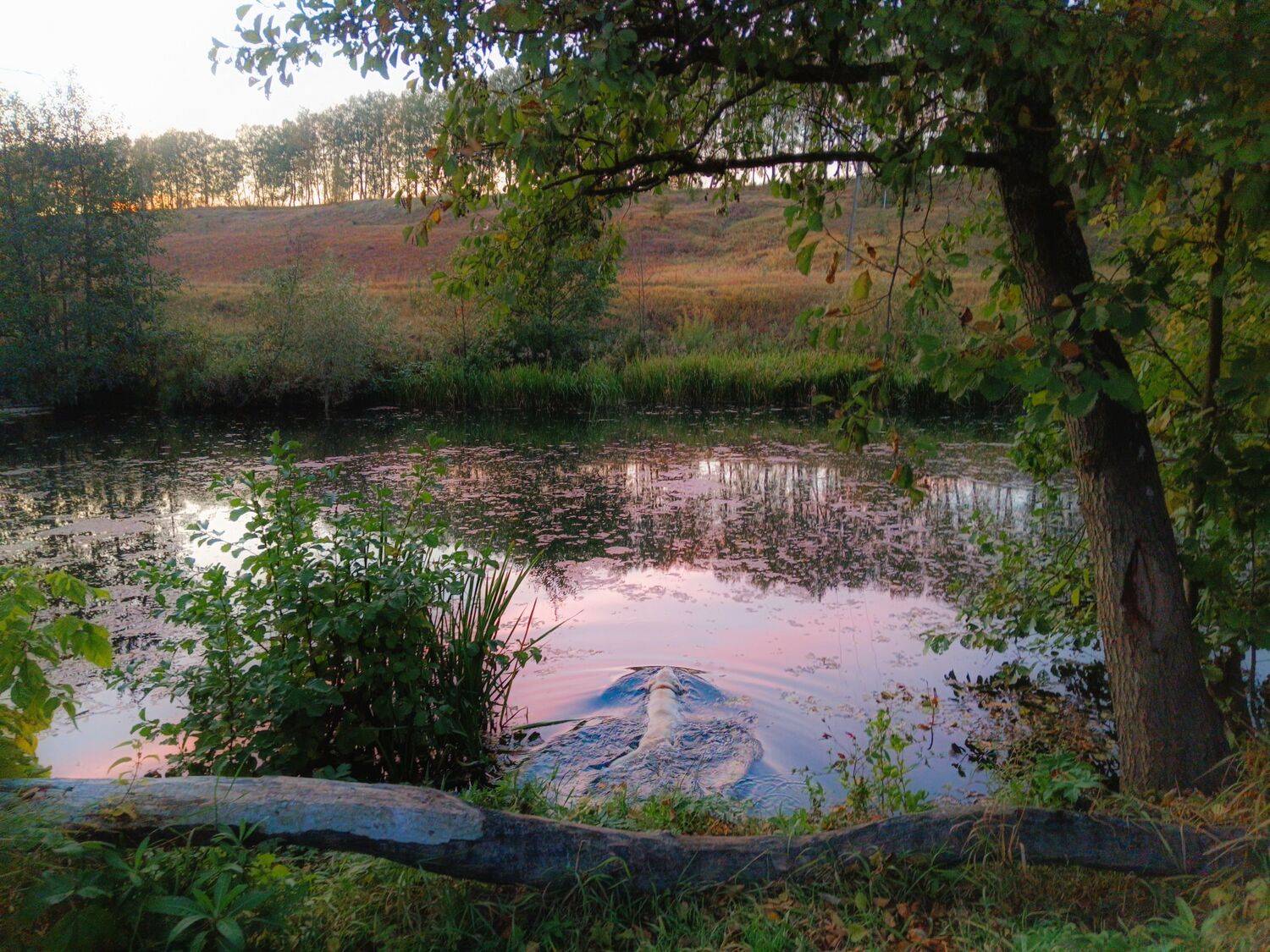 , Светлана Кондрашова