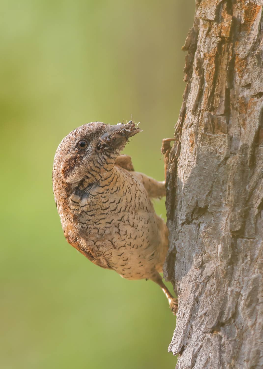 , Пронин Денис