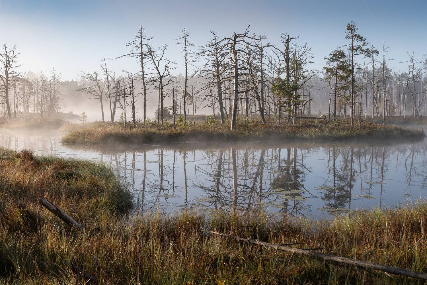 #tireli, #болото, #утро, #туман, #bog, #morning, #fog, Nikolay Gordon