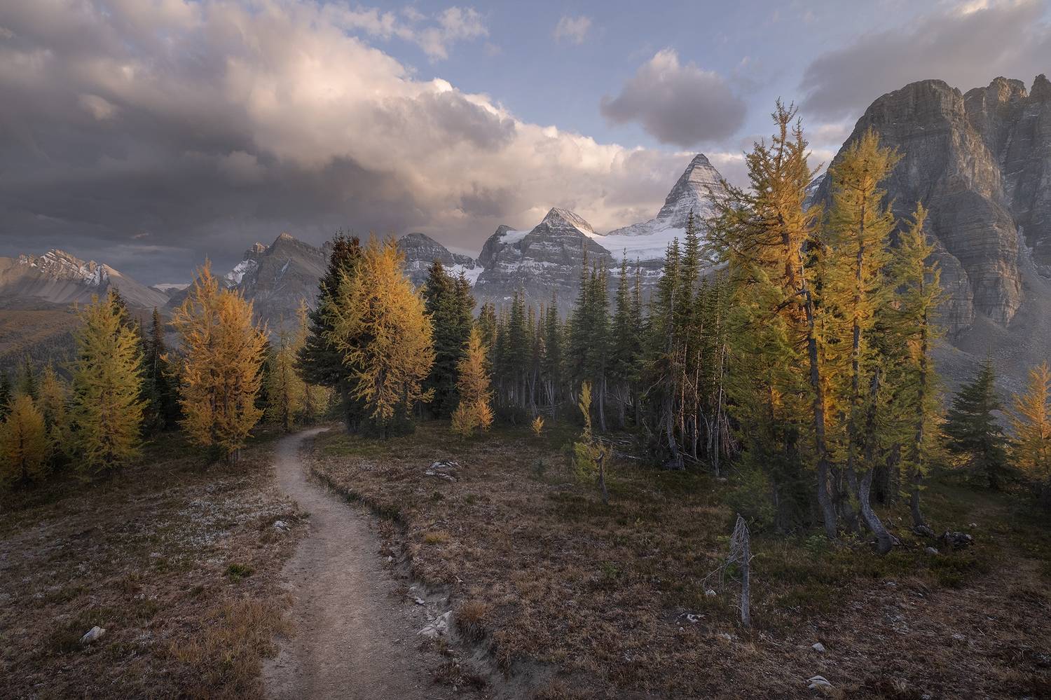 assiniboine, larch, Evgeny Chertov