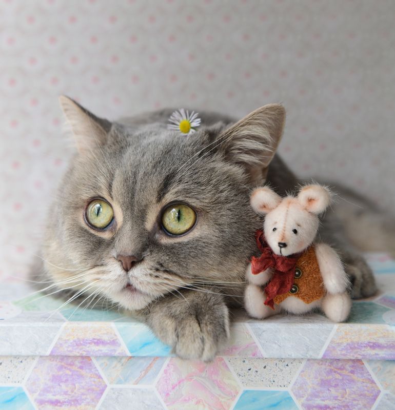 Sibusya Neko фото превью