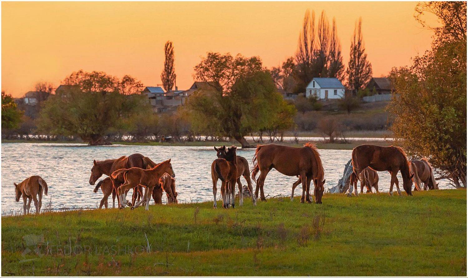 село зорино, Сергей цыбизов