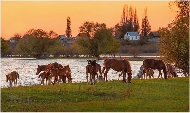 село зорино У села ЗОРИНО (ходят кони) фото превью