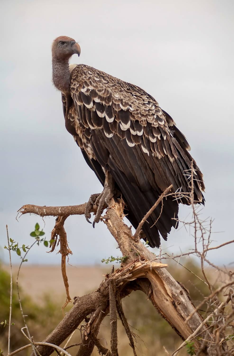 Кения Сафари, Lilia Tkachenko