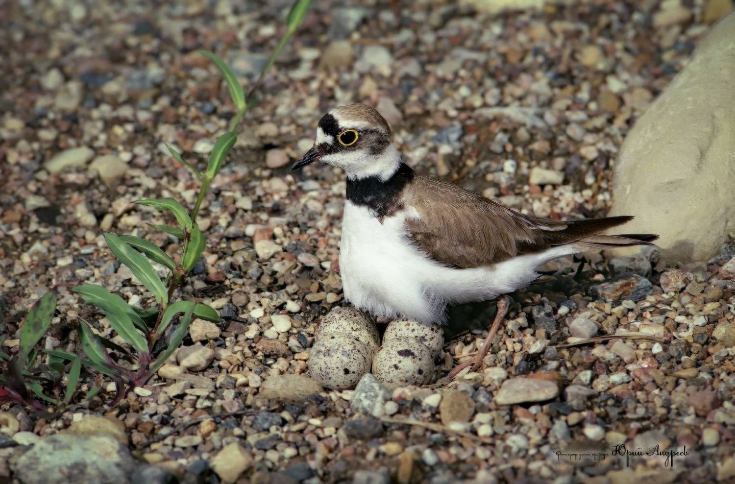 зуёк, кулик, гнездо, charadrius dubius,	little ringed plover, Юрий Андреев
