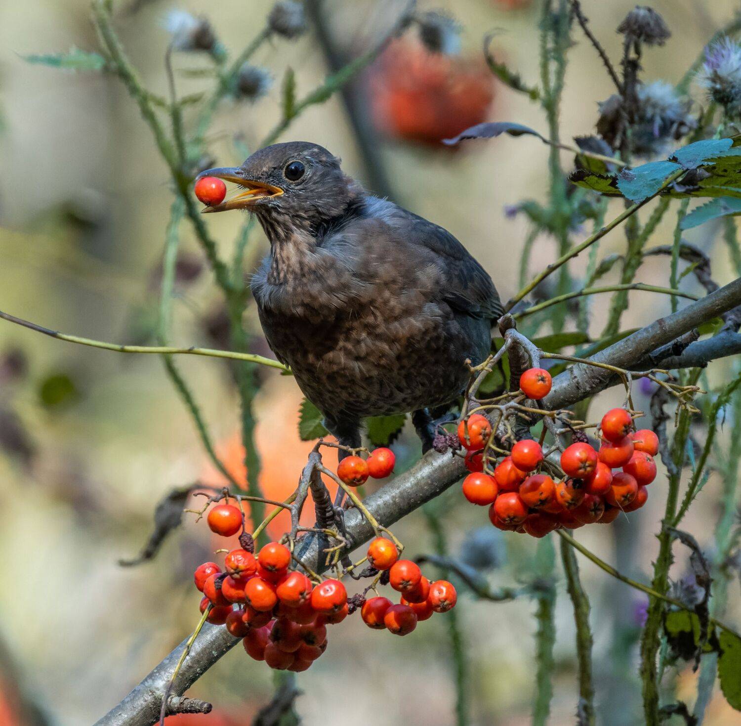 , Дэм Константин