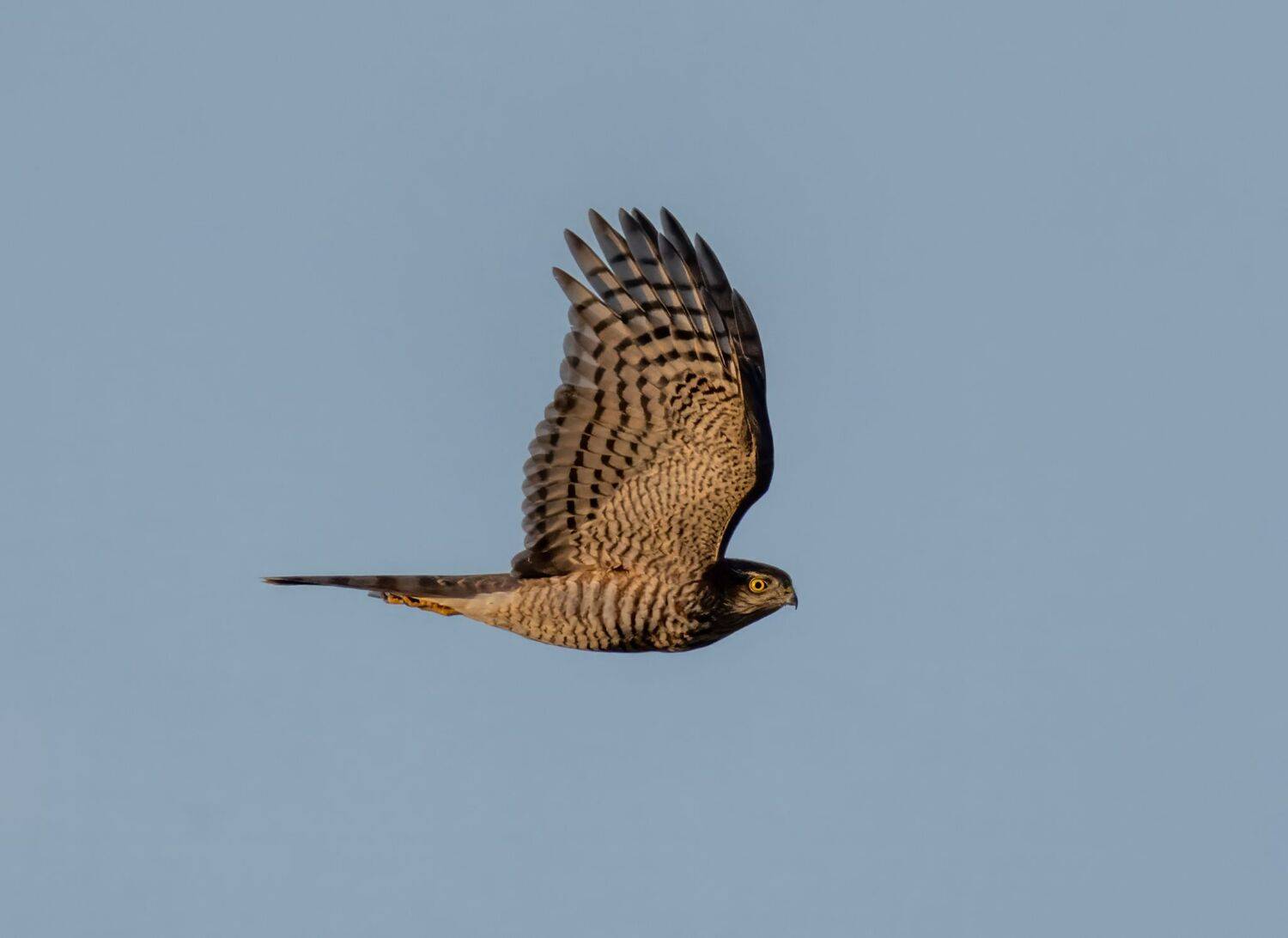 , Дэм Константин