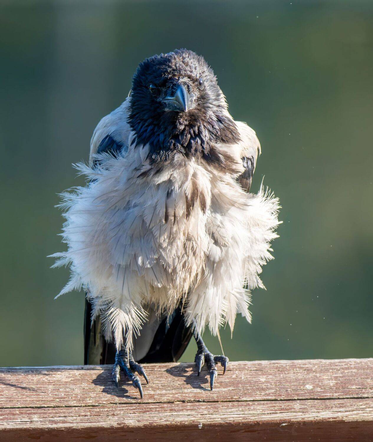 , Дэм Константин