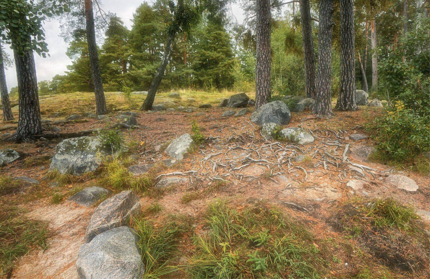 камни, деревья, трава, корни, Вера Петри