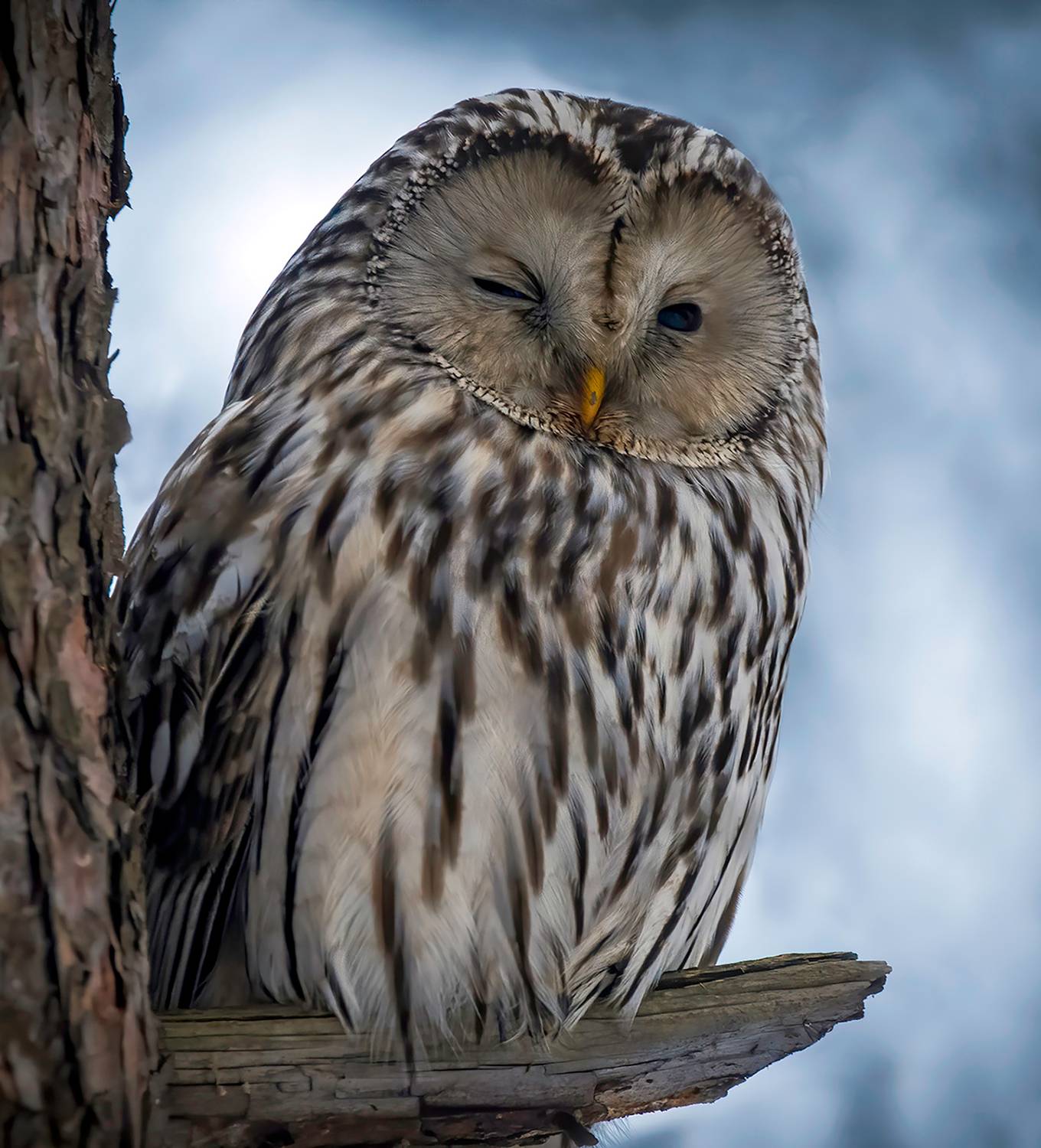 птицы, фотоохота, birdwatching, совы, неясыть, Михаил Ездаков