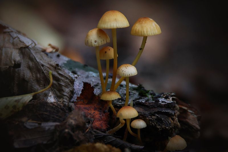 Поганки.. фото превью