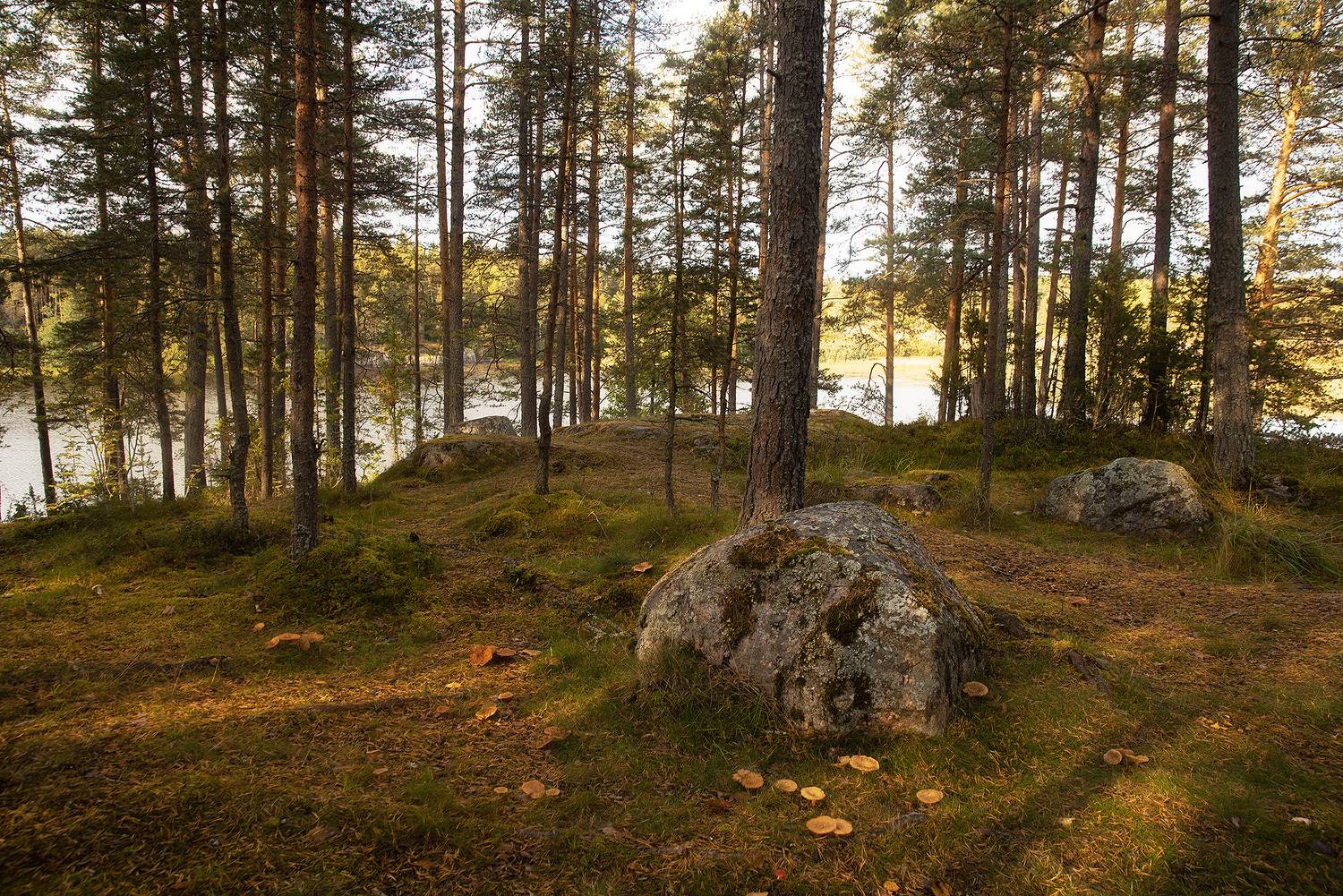 карелия, осень, озеро, лес, Чавыкина Анастасия