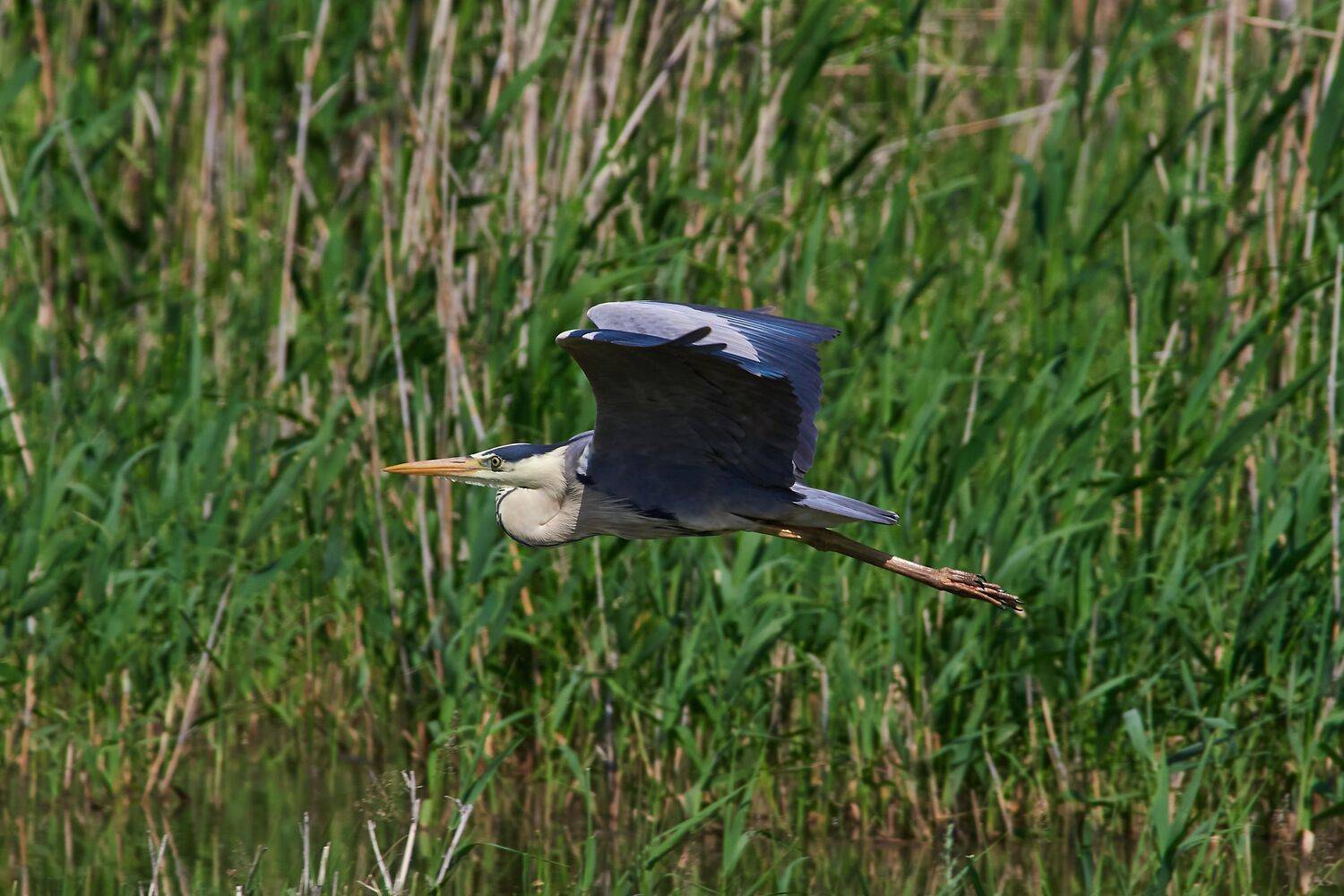 volgogad, russia, wildlife, bird, birds, birdswatching, volgograd, russia, wildlife, Ardea cinerea,, Сторчилов Павел