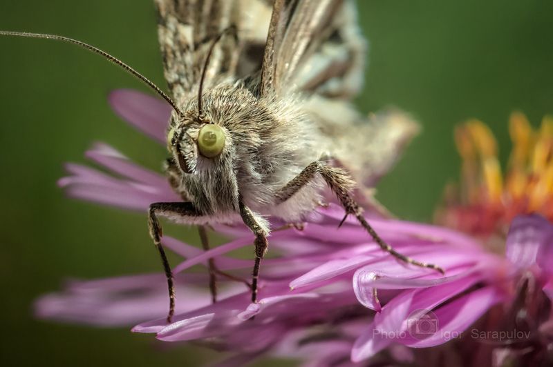 Цветочный леший фото превью