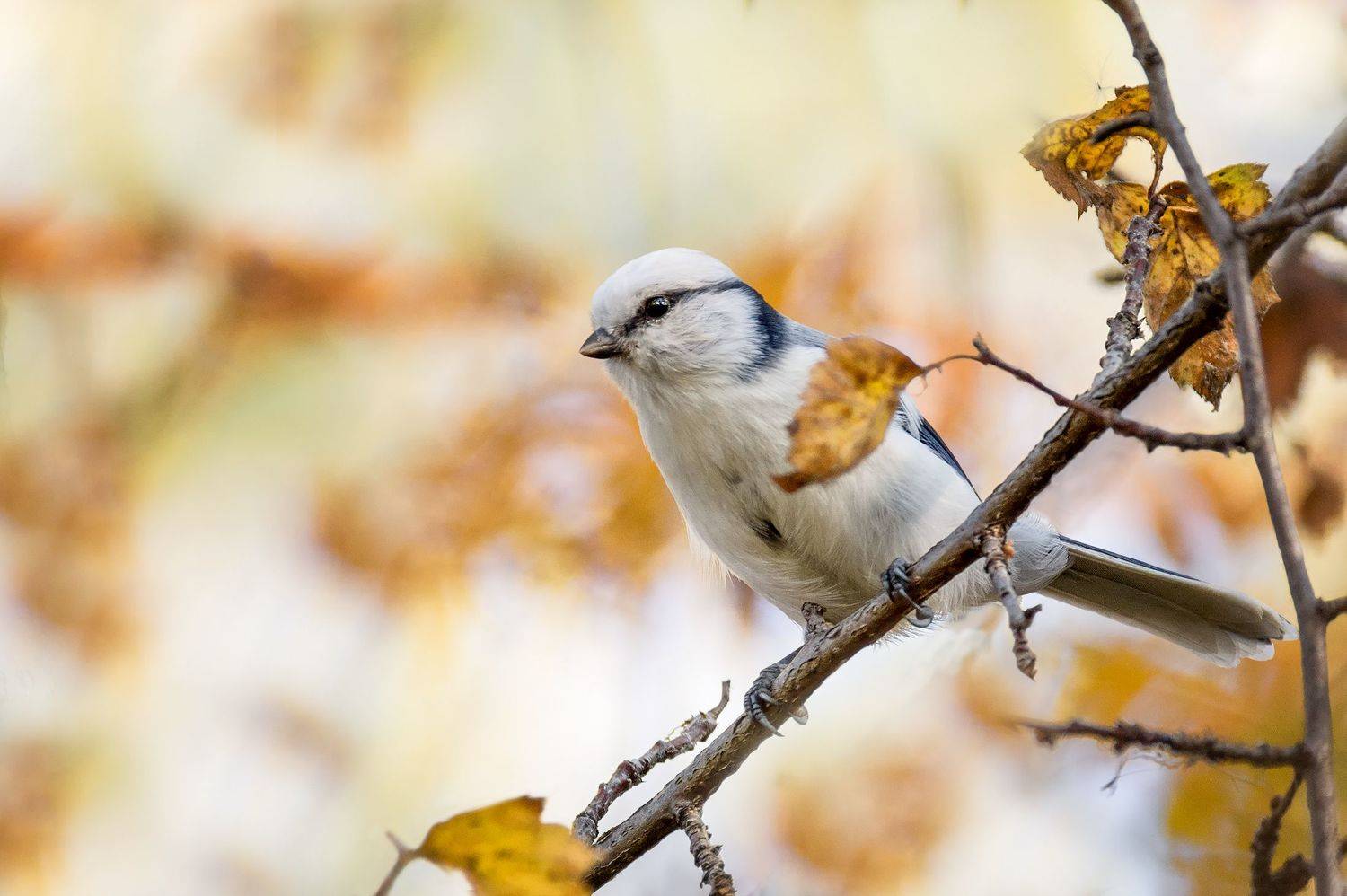 птица, белая лазоревка, князёк, осень,, Марина Мочалова