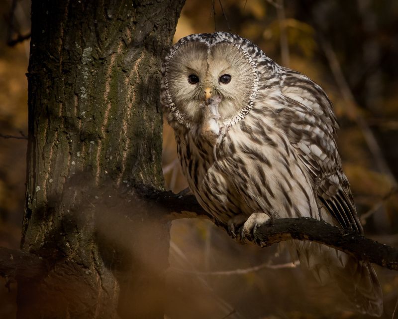 длиннохвостая неясыть Длиннохвостая (Уральская) неясыть фото превью