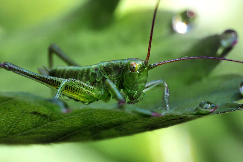 Зелёненький. фото превью