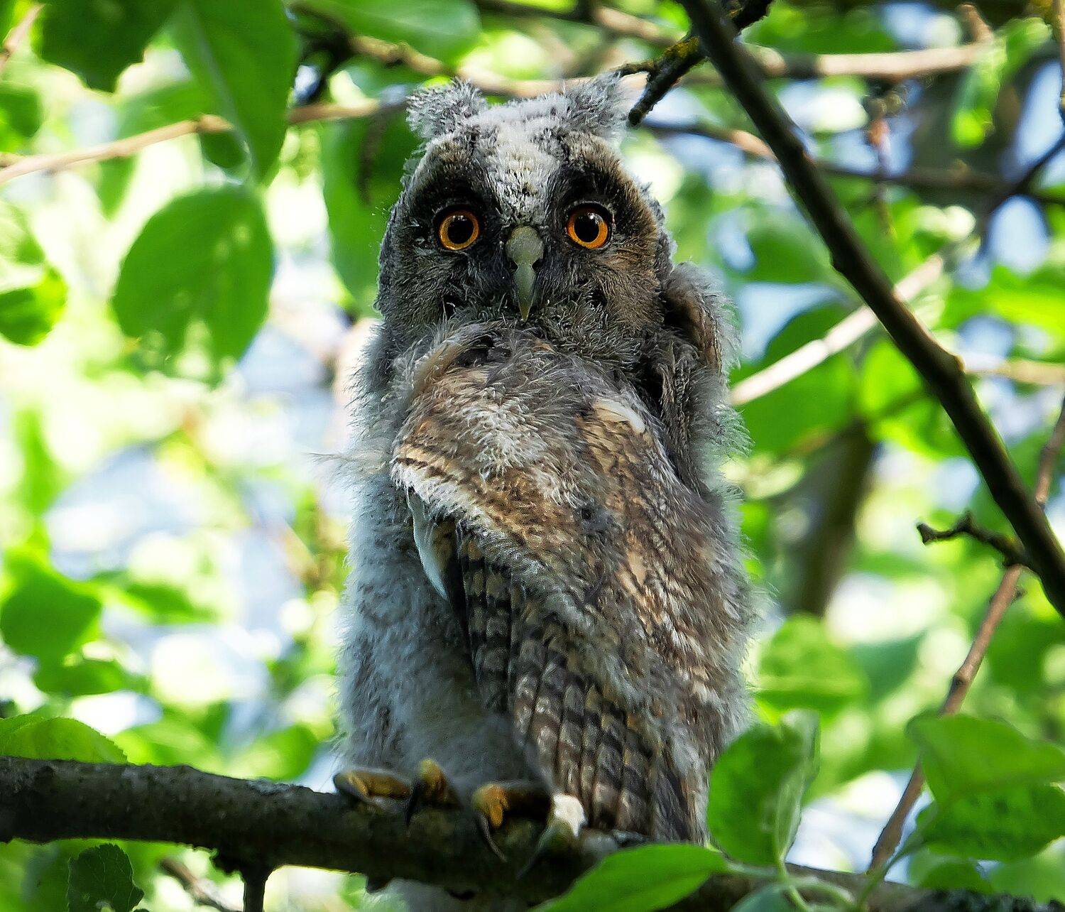 сова,крупный план., sasha yudin