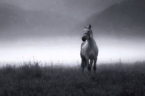 Белая лошадь