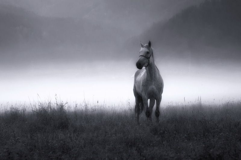 алтай, лошадь, утро, туман Белая лошадь фото превью