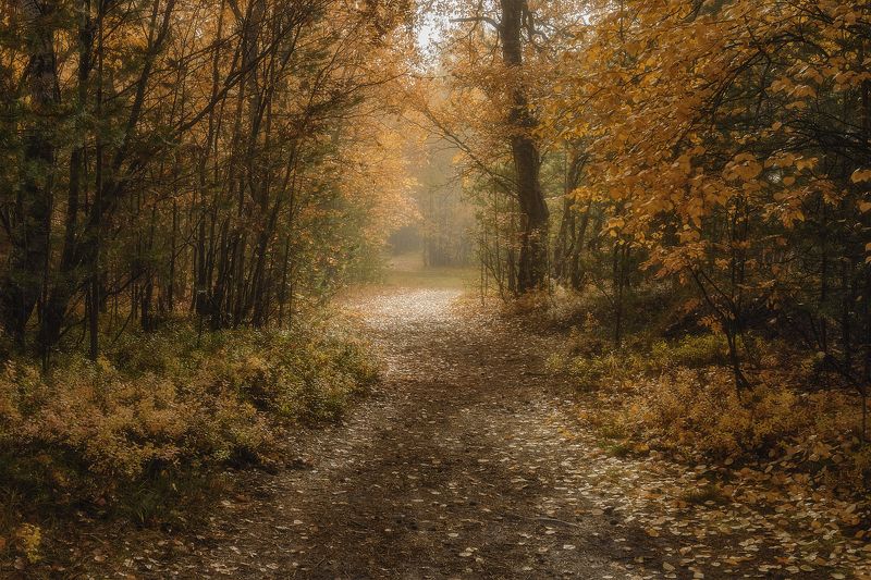 лес, деревья, кусты, трава, тропинка, осень, туман, утро По тропинке - в утренний туман фото превью