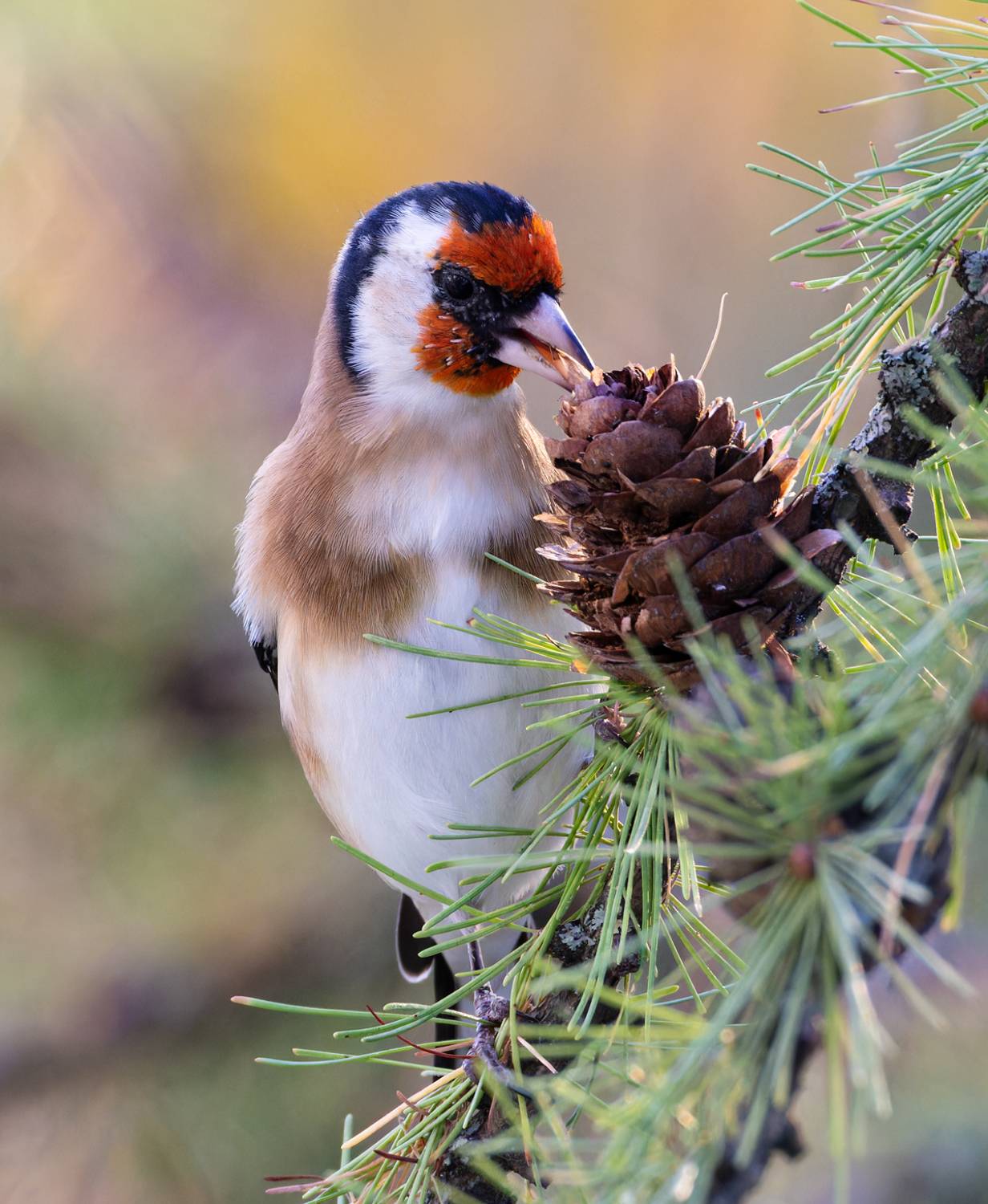 щегол, птицы, фото птиц, Александр Шипиленко