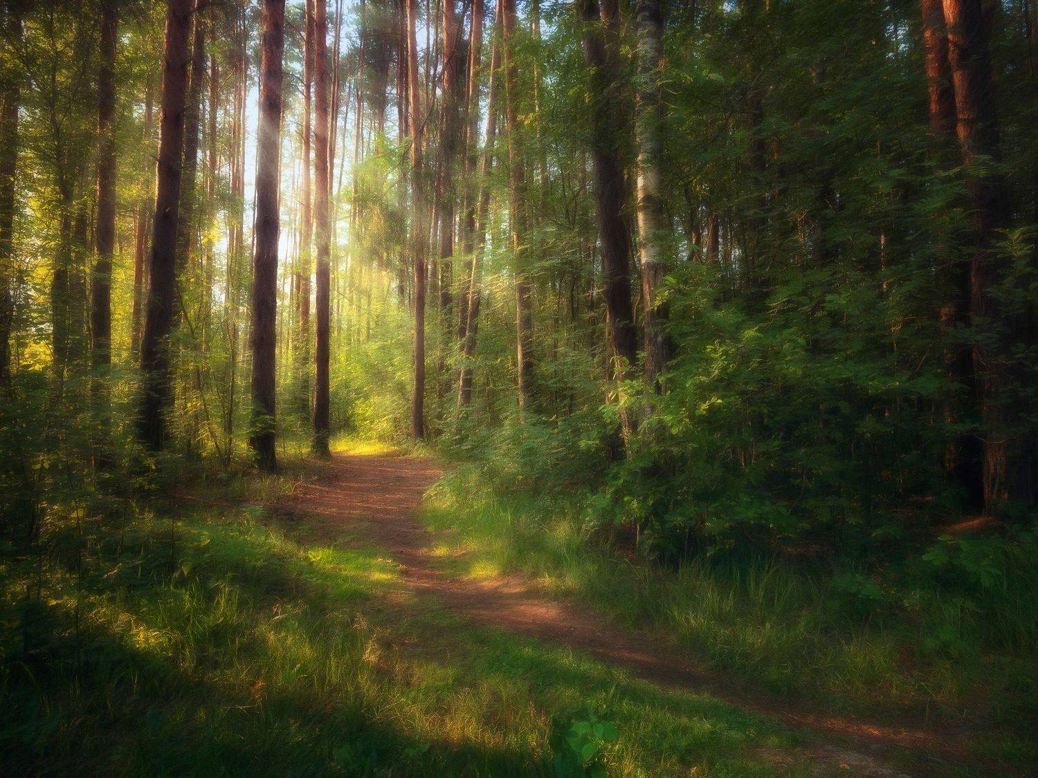 лес, лето, деревья, пейзаж, небо, облака, Валерий Вождаев