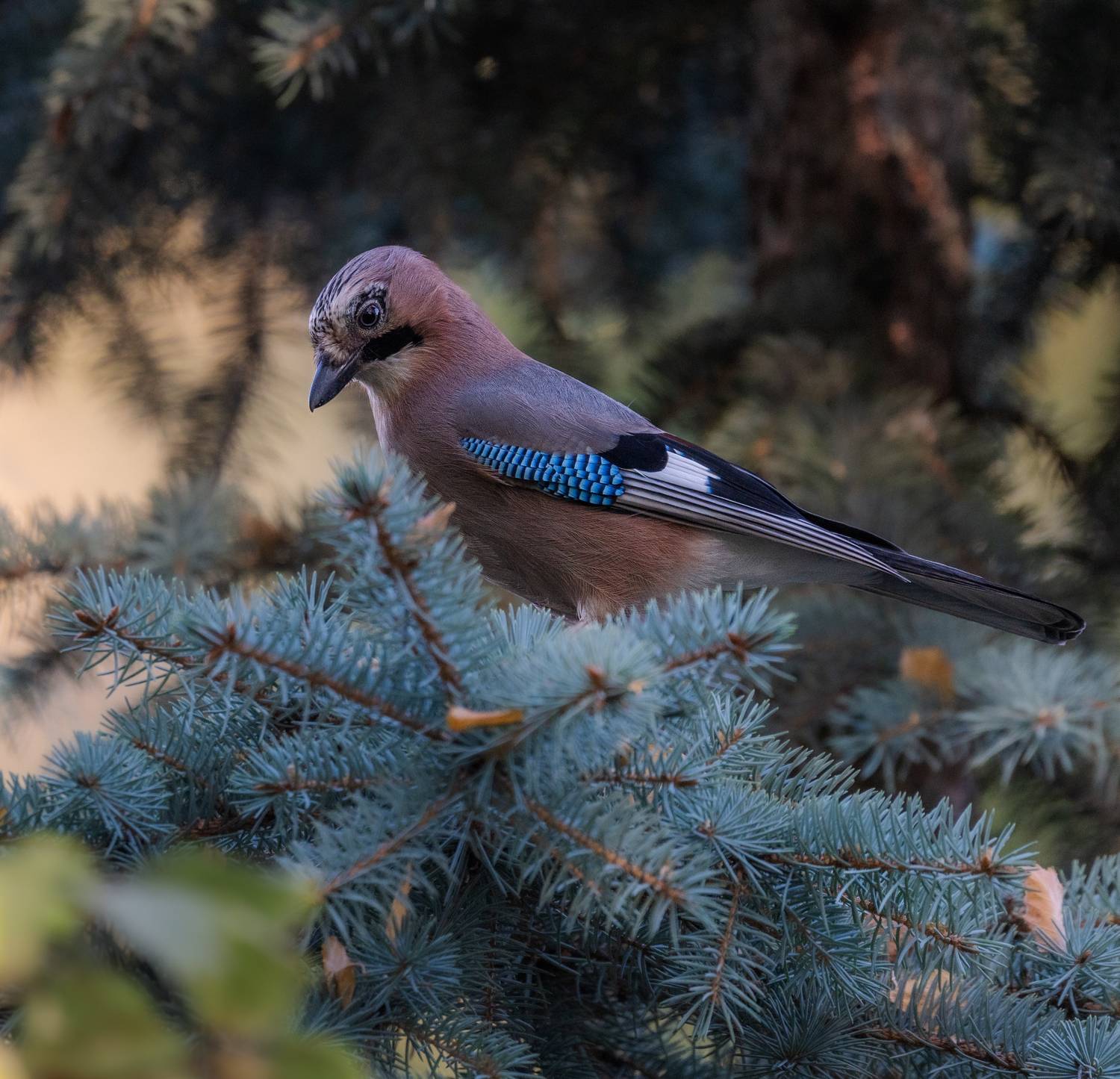 , Курлянцев Алексей