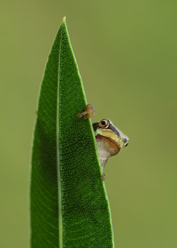 Le Frog фото превью