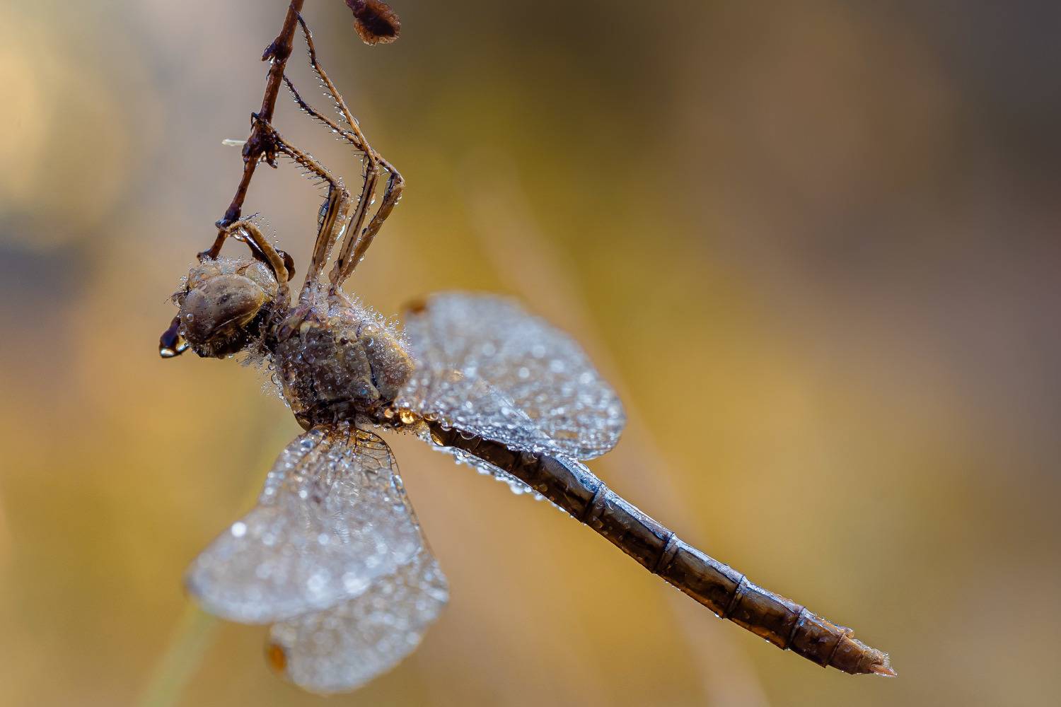 , Зайцев Роман