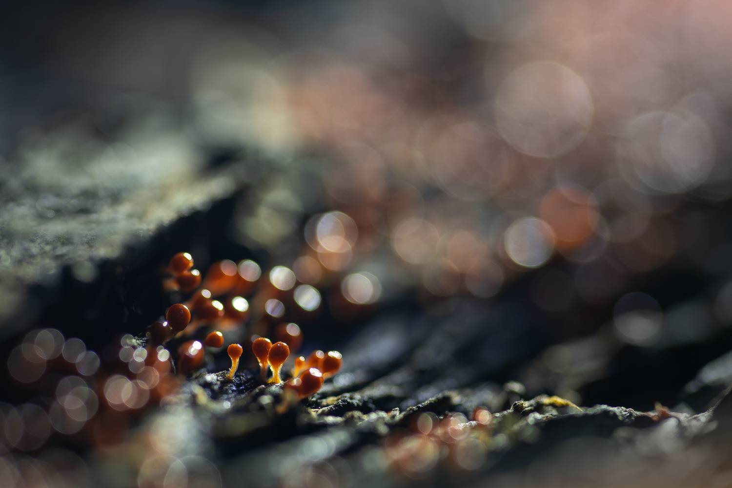 , Кузнецов Дмитрий