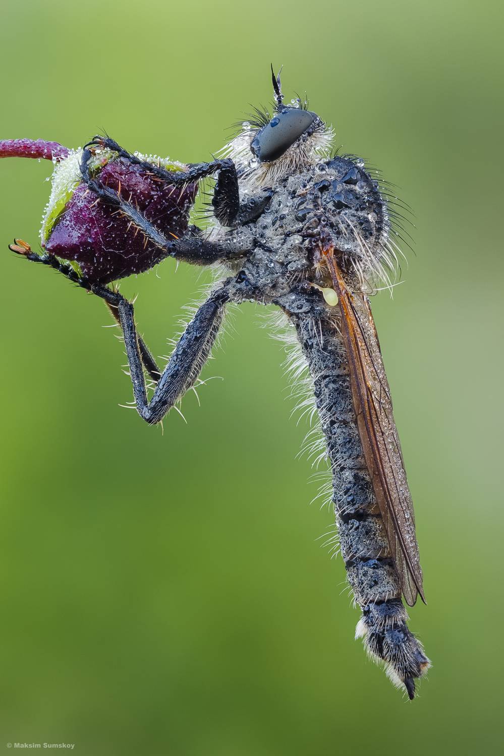 , Максим Сумской