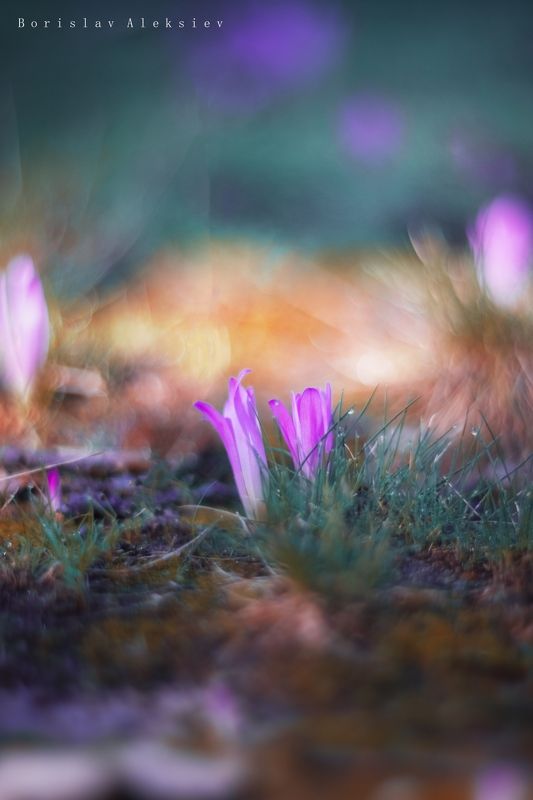 Purple фото превью