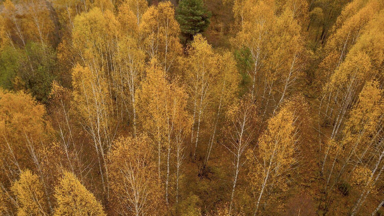 , Сергей Фаренюк