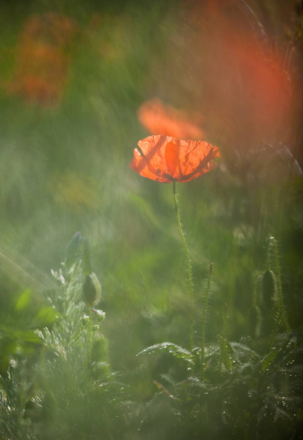 , Викулов Николай