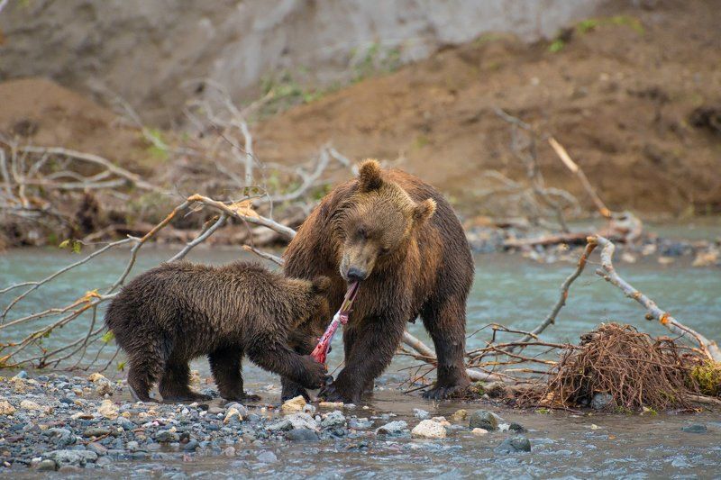 камчатка, курильское озеро, медведь Основы рыбалки по-Камчатски. фото превью