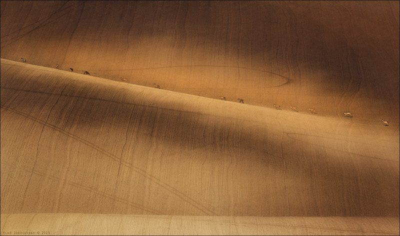 Chiaroscuro, Czech, Czech republic, Morava, Moravian, South Moravia, Весна, Караван, Косули, Ландшафт, Масштаб, Рельеф, Фотопутешествие, Фототур, Чехия, Южная Моравия / C A R A V A N  / фото превью